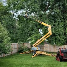 How Our Tree Care Process Works  in Tiltonsville, OH